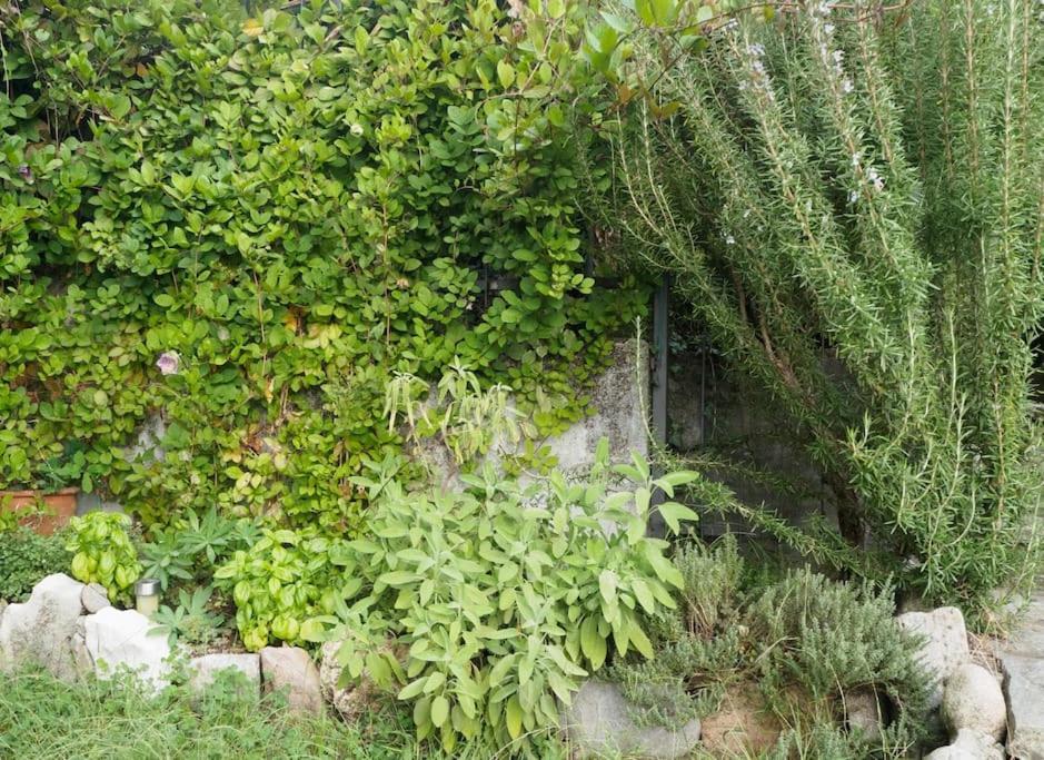 La Tua Villa Sul Lago - Casa Kollegger 勒威诺 外观 照片